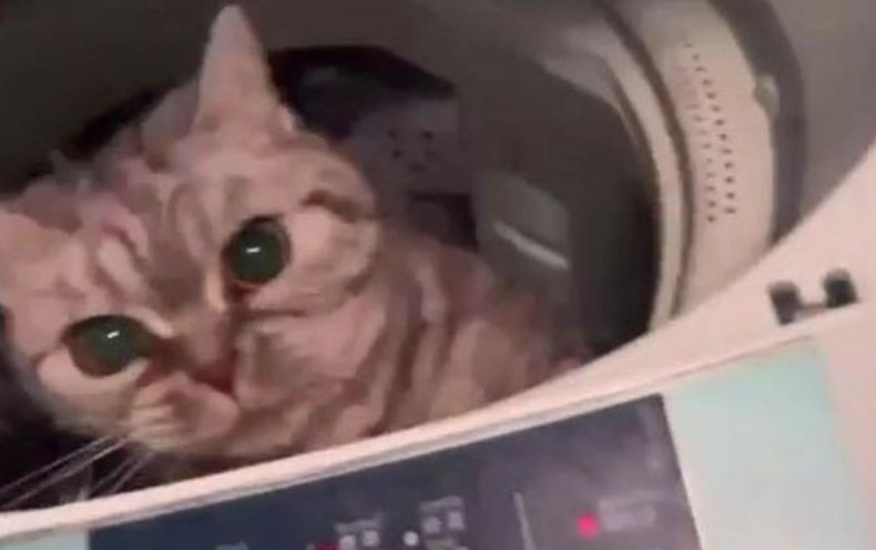 Kasihan, Kucing Lucu Ini Diputar di Mesin Cuci Gara-Gara Buang Air 