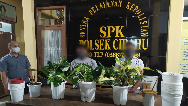 Polisi Tangkap 2 Pencuri Florida Beauty Variegata Berharga Jutaan di Cidahu Sukabumi
