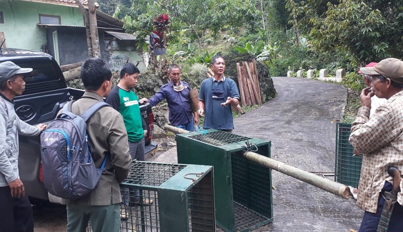 Macan Tutul Masuk Kebun, Warga Selajambe Kuningan Heboh