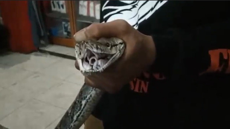 Sempat Kewalahan, Personel Damkar Evakuasi Ular Sanca 3,5 Meter di Rumah Warga Cilincing