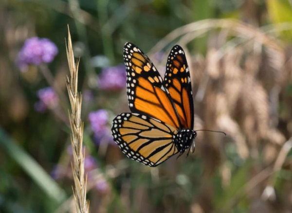 Proses Metamorfosis Kupu-kupu dari Telur, Larva hingga Sempurna   