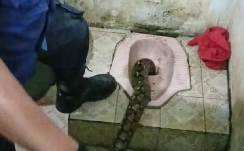 Bagai Mimpi Buruk, Warga Ciracas Temukan Ular Sanca Besar di Lubang Kloset