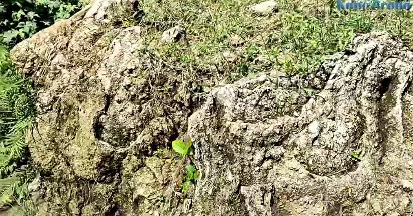 Keajaiban Alam di Ladang Jagung, Fosil Hewan Laut dan Ular Bersisik Bermunculan