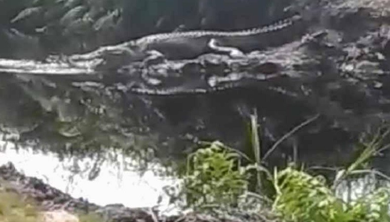 Bikin Ngeri Warga Sampit, Buaya 3 Meter Berjemur di Lokasi Pemancingan