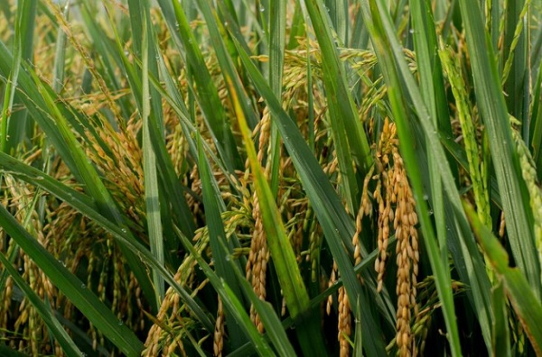 Negara yang Mendapat Julukan Lumbung Padi Asia Tenggara adalah Thailand, Ini Alasannya