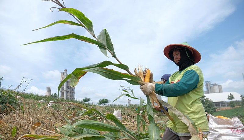 Pengamat: Indonesia Sukses Tingkatkan Produktivitas Padi dan Jagung