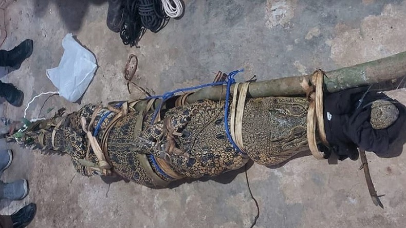 Buaya Muara Sepanjang 2,7 Meter Ditangkap Warga Tanggamus, Ini Penampakannya