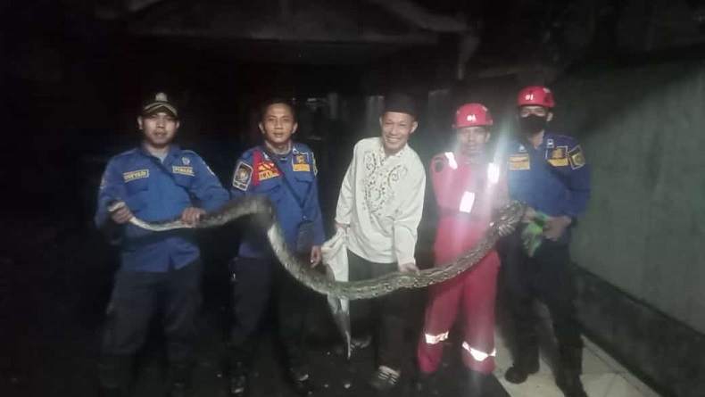 Ngeri, Ular Sanca 4 Meter Kepergok Makan Ayam Warga di Bogor