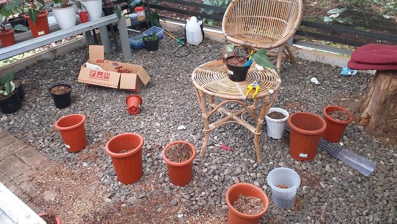 Tanaman Hias Dicuri di Depok, Pemilik Rugi Rp300 Juta