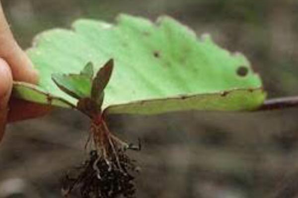 Cocor Bebek Berkembang Biak dengan Cara Apa? Ini Jawabannya