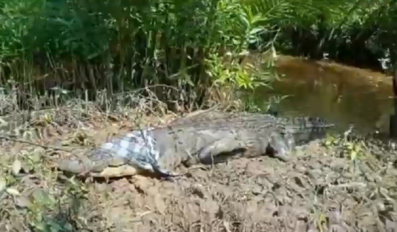 Cari Buaya yang Mangsa Warga, BKSDA Bengkulu Pasang Kamera Trap