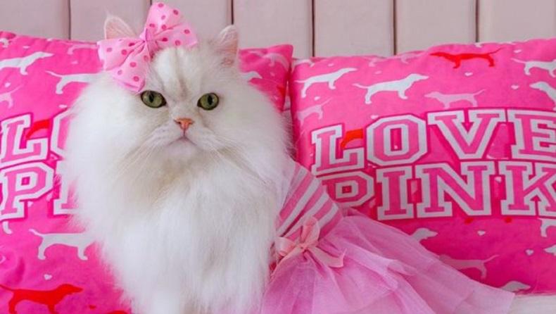 Wow, Perempuan Ini Habiskan Puluhan Juta Rupiah untuk Manjakan 2 Ekor Kucing