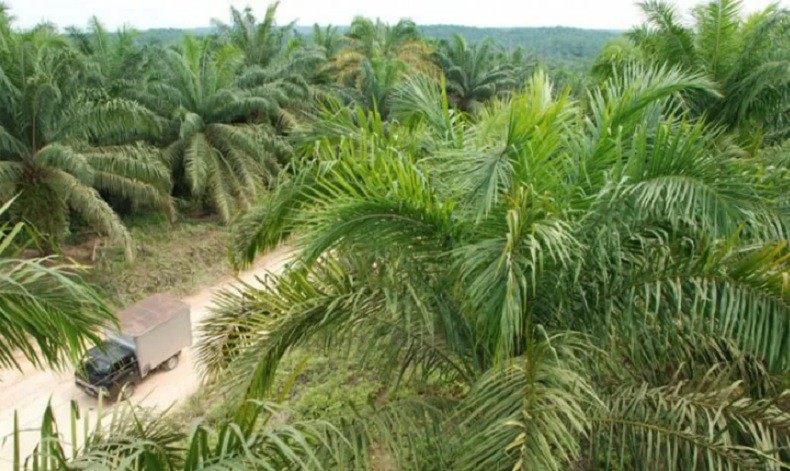 Perusahaan Perkebunan di Kalbar Diminta Ikut Perbaiki Jalan Rusak, Ini Kata Sutarmidji
