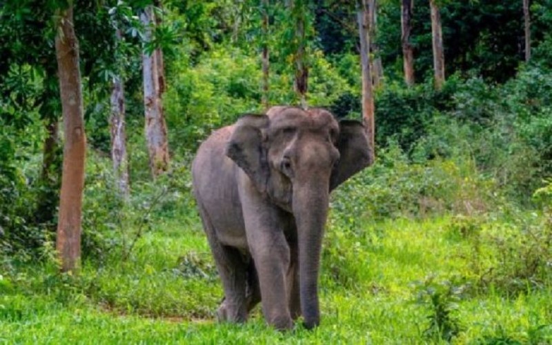 BKSDA Sumsel Akan Pasang Alat Pemantau di Tubuh Gajah Sumatera