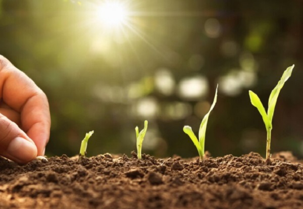 Perbedaan Xilem dan Floem pada Jaringan Tumbuhan dan Fungsinya