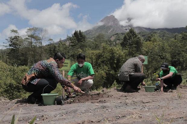 Sleman Galakkan Tanam Kopi di Lereng Merapi