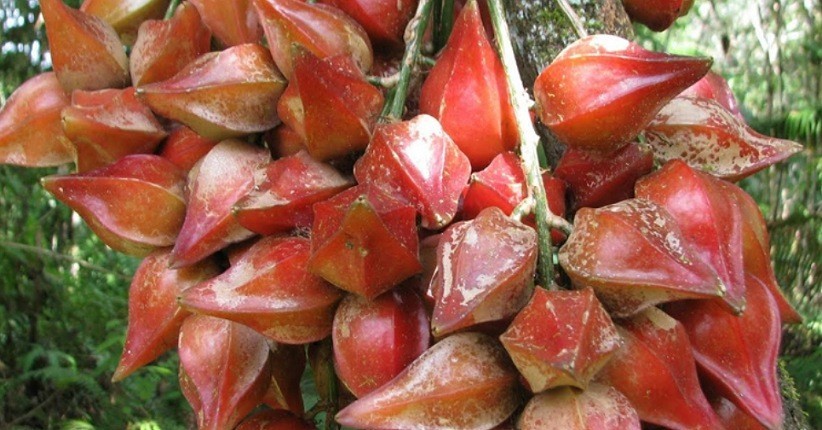 9 Buah Unik dan Langka Khas Kalimantan, Nomor 8 Menyeramkan tapi Menyegarkan
