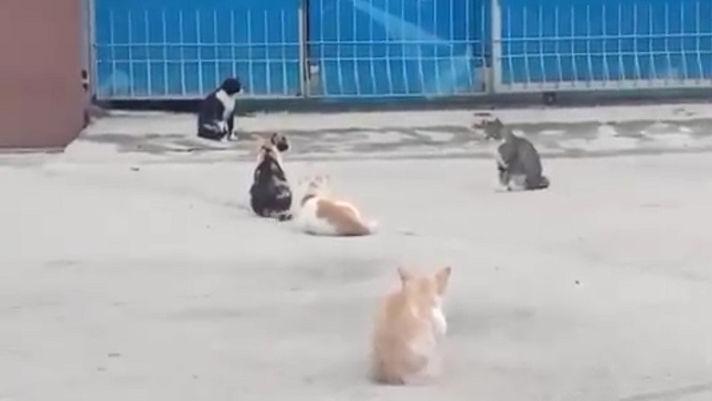 RUU KUHP: Perkosa dan Menyiksa Hewan Bisa Dipenjara 1 Tahun