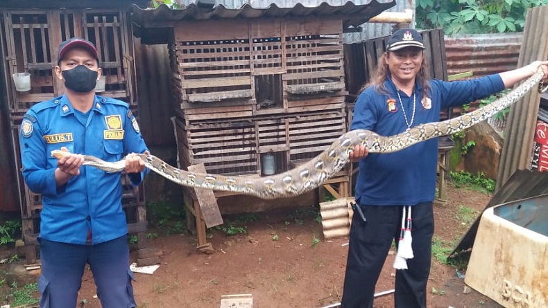 Ngeri, Ular 4 Meter di Depok Makan Ayam Milik Warga