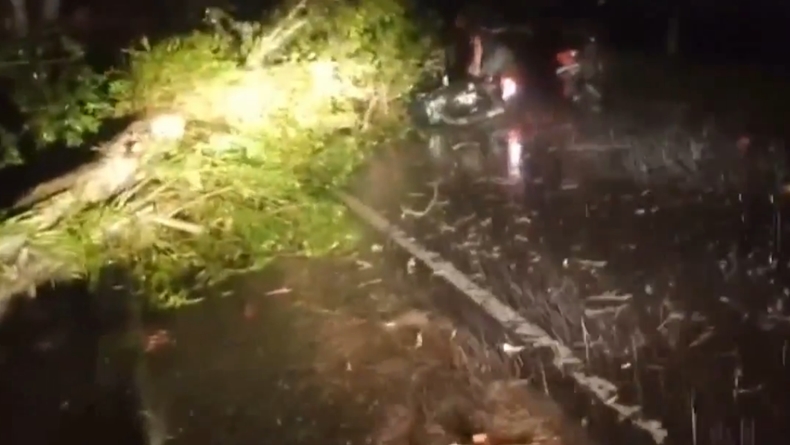 Tabrak Pohon Tumbang, Pengendara Motor di Palangkaraya Jatuh Tersungkur