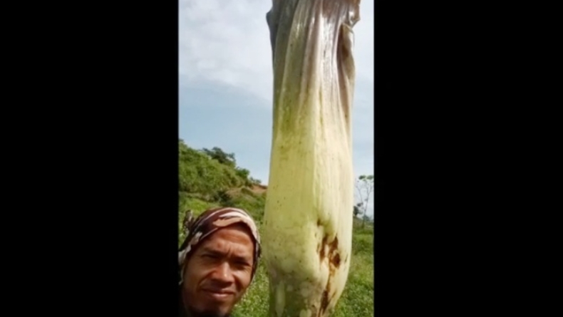 Jamaluddin Kaget, Bunga Bangkai Setinggi 3 Meter Tumbuh di Kebun Kopi