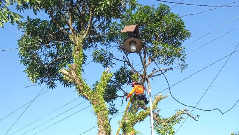 Tragis, Kakek 60 Tahun Ini Tewas Tersengat Listrik saat Menebang Pohon Mangga