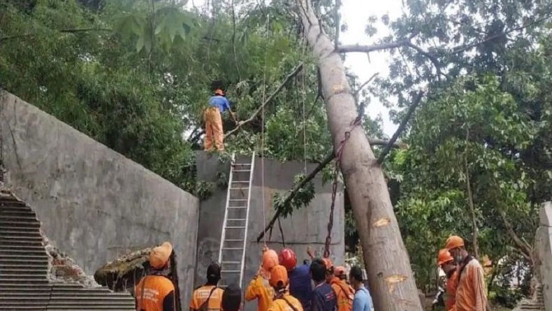 Petugas Damkar DKI Evakuasi Pohon Tumbang akibat Angin Kencang
