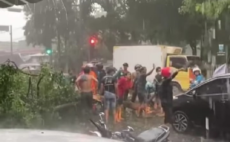 Hujan Disertai Angin Kencang, BPBD DKI Catat 8 Pohon Tumbang di Jakarta Timur