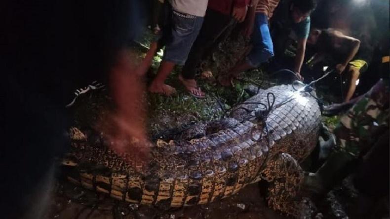 Buaya 4 Meter Pemangsa Warga Ditangkap di Sungai Selagan, Ini Penampakannya