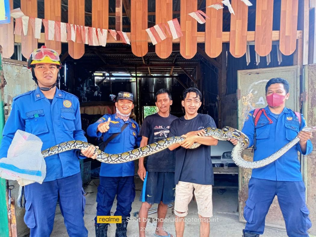 Resah Hewan Peliharaan Sering Hilang, Warga Citeureup Temukan Ular Sanca di Permukiman