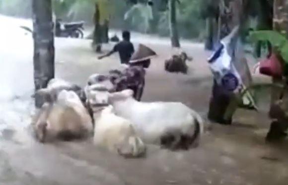 Banjir Bandang Terjang Ponorogo, Warga Berjibaku Selamatkan Ternak