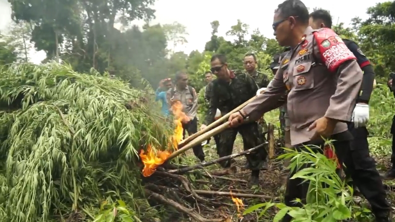BNN Temukan 8 Hektare Lahan Ganja, 13.000 Batang Langsung Dibakar