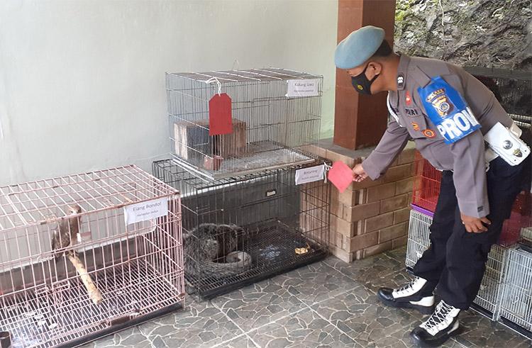 Tak Miliki izin, Pengelola Minizoo di Sleman Ditangkap Polisi Pelihara Satwa Langka