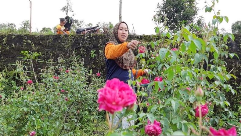 Harga Bunga Tabur di Boyolali Jelang Tradisi Sadranan Justru Turun 