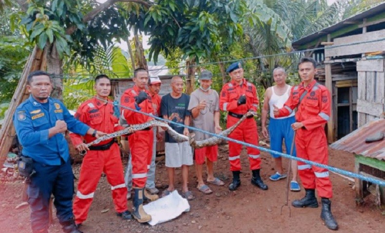 Masuk Kandang, Ular Piton 4 Meter Mangsa 5 Ekor Ayam Sekaligus