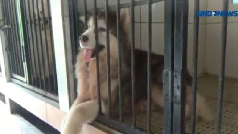 Kasus Pencurian Anjing Ras di Jakut Diselesaikan Kekeluargaan, Pelaku Diminta Ganti Rugi Rp12 Juta