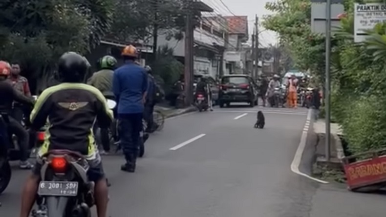 Monyet Liar Berkeliaran di Pasar Minggu, Serang Pemotor yang Melintas