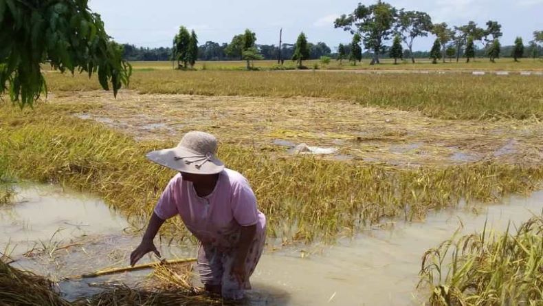 1.945 Hektare Tanaman Padi dan Palawija di Purworejo Terdampak Banjir 