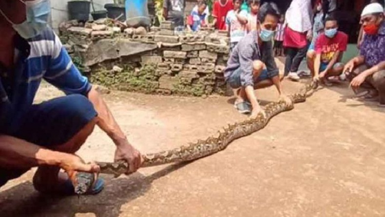 Seram, Ular Sanca 5 Meter Sembunyi dalam Pipa di Ciputat