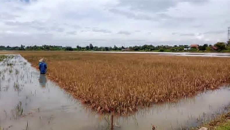  Ratusan Hektare Tanaman Padi Siap Panen di Cilacap Membusuk akibat Banjir, Petani Pasrah