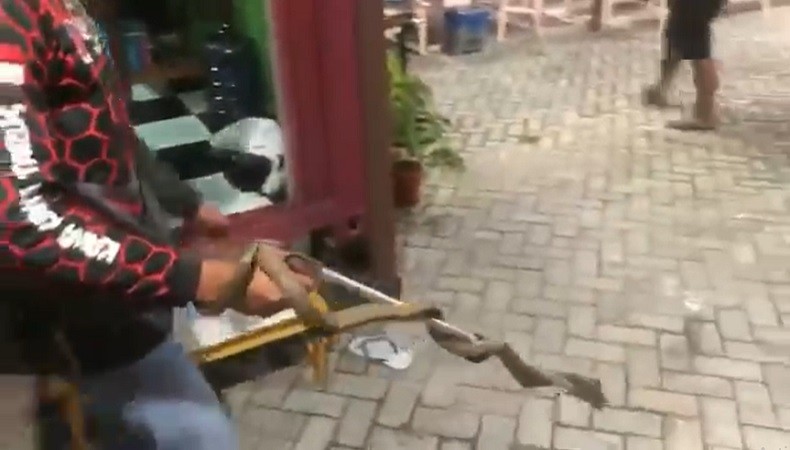 Ngeri! Ular Kobra 1,5 Meter Sembunyi di Dapur Warga