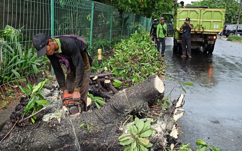 Jakarta Hujan Angin, 6 Pohon Tumbang di Jakbar