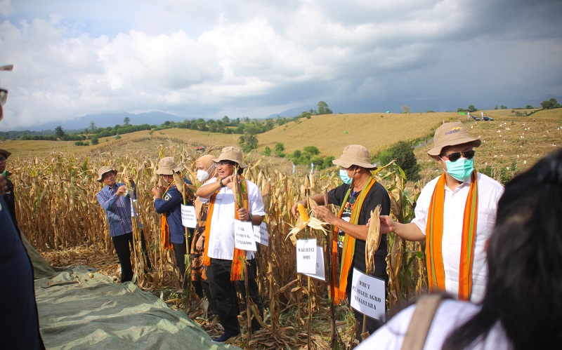 Dorong Swasembada Pangan, Bank Mandiri Kembangkan Petani Jagung Kabupaten Dompu