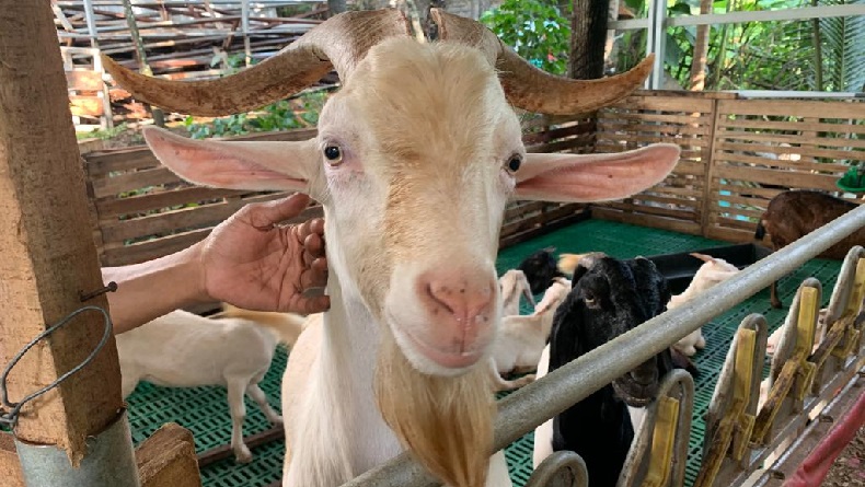 Pesona Satwa Farm Wisata Edukasi di Cipatat KBB seperti di Film Kartun Shaun The Sheep