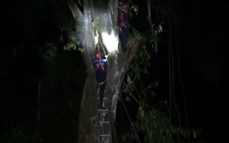Penebang Kayu Tewas Tersangkut Pohon Setinggi 20 Meter, Evakuasi Berlangsung Dramatis