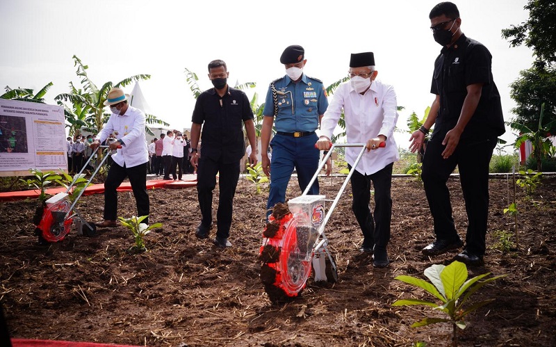 Pakai Kemeja Putih, Ma'ruf Amin Tanam Jagung saat Tinjau Integrated Farming di Purwakarta