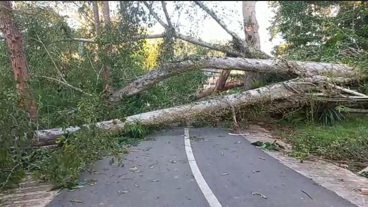 Pohon Keramat Tumbang dan Tutup Akses Jalan, Evakuasi Tunggu Ritual Adat