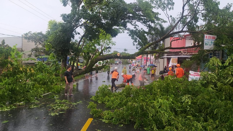 Diterjang Hujan Deras dan Angin Kencang, 6 Pohon Besar di Cijeungjing Ciamis Tumbang