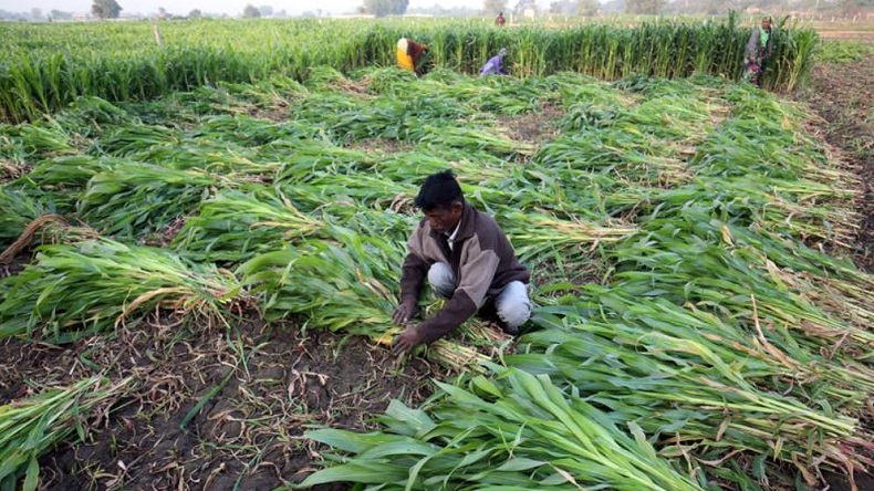 Petani Menjerit, Konflik Rusia-Ukraina Bikin Pupuk Langka