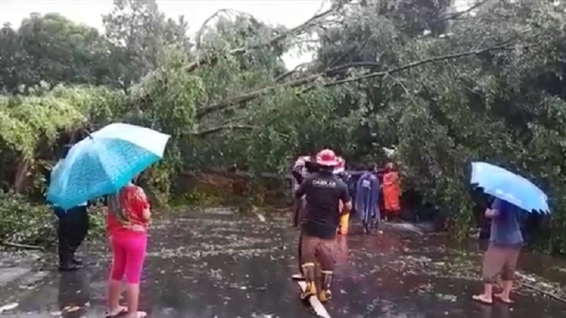 Hujan Deras Disertai Angin Kencang Landa Kediri, Pohon dan Baliho Tumbang Timpa Mobil 